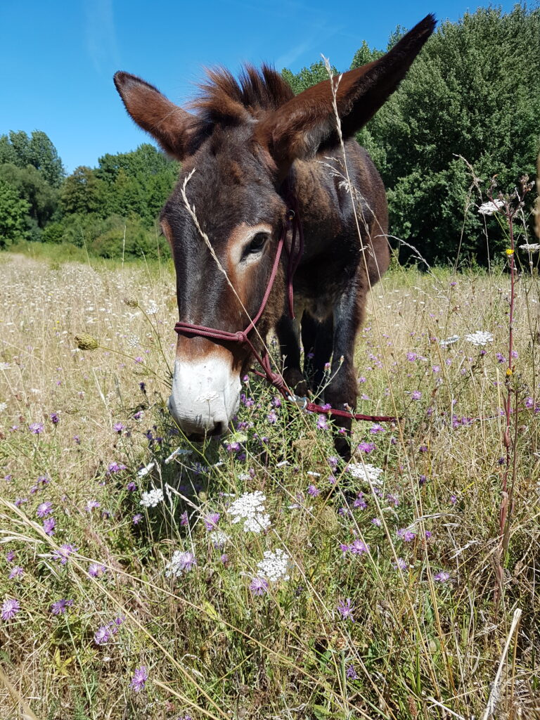 photo perso
Legend dans une prairie