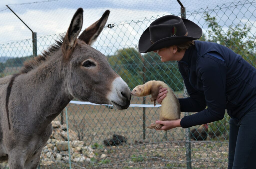 © Cécile Grandclaudon
Looping avec Skippy le furet