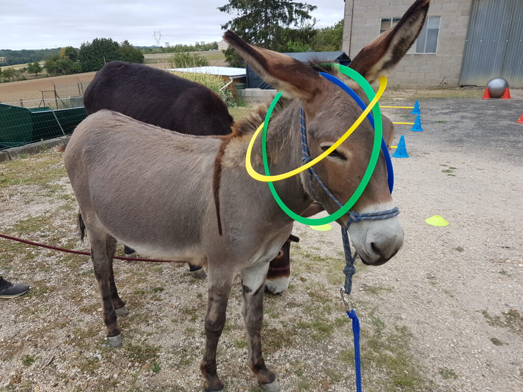 photo perso
Désensibilisation aux cerceaux