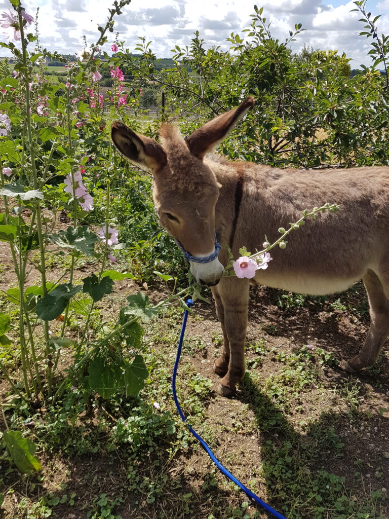 photo perso
Looping dans les roses trémières