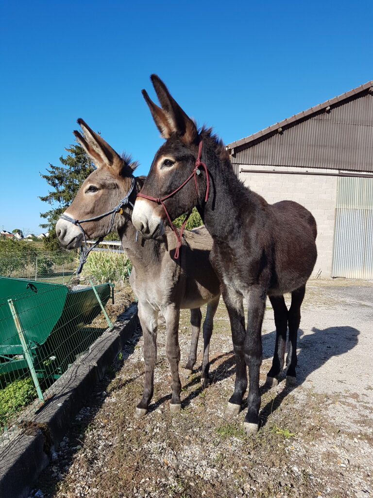 photo perso
Looping et Legend très attentifs