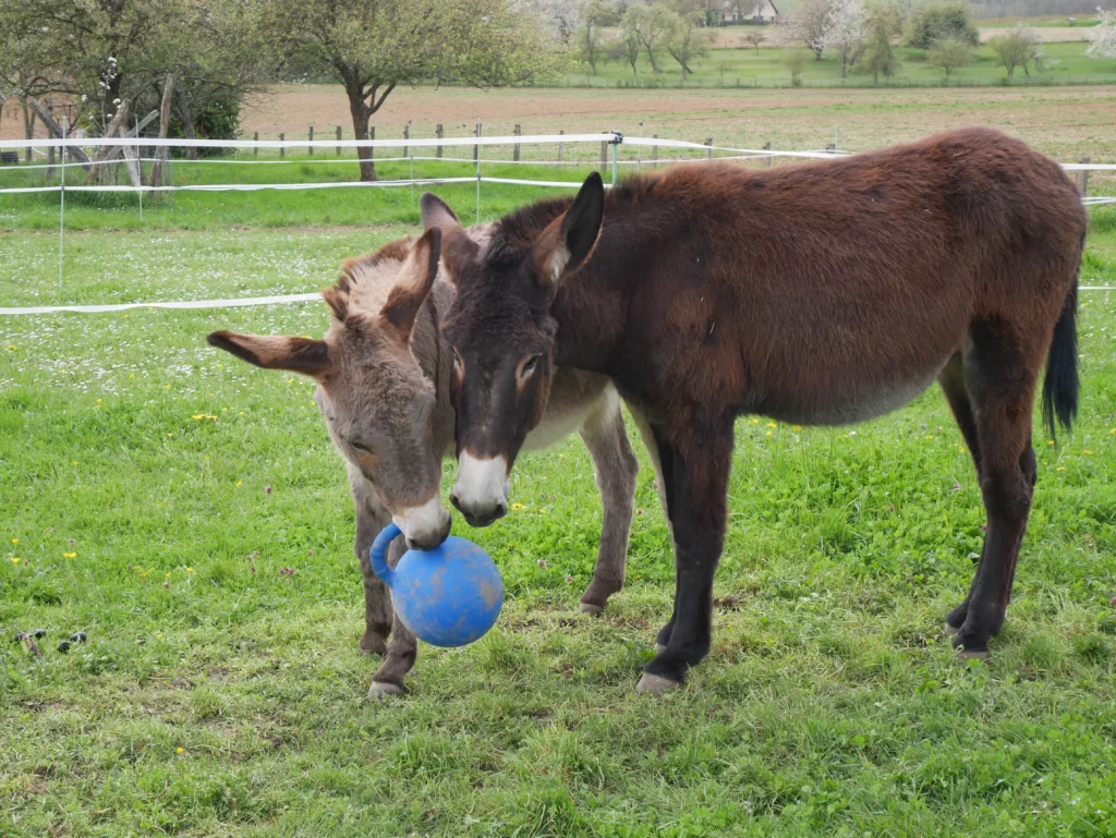 Nous jouons au ballon.